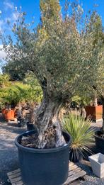 Olijfboom aan stuntprijs, Tuin en Terras, Planten | Bomen, Ophalen, Olijfboom
