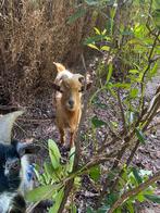 Plusieurs chèvres à vendre mâles et femelles, Tickets en Kaartjes, Recreatie | Dierentuinen