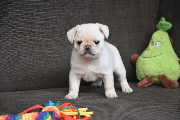 Prachtig crème Mops pupje, Dieren en Toebehoren, Honden | Chihuahua's en Gezelschapshonden, Reu, Overige rassen, Fokker | Professioneel