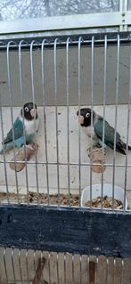 3 koppels misty personata.s te koop, Animaux & Accessoires, Oiseaux | Perruches & Perroquets