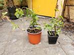 Krulwilg stekken. Prijs per stuk. Gezonde plant., Tuin en Terras, Planten | Tuinplanten, Ophalen, Vaste plant, Overige soorten