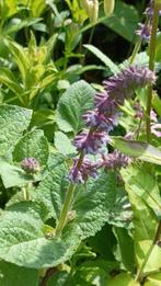 Salvia Verticilata, vanaf 1 euro , snelle groeier, Volle zon, Vaste plant, Lente, Ophalen