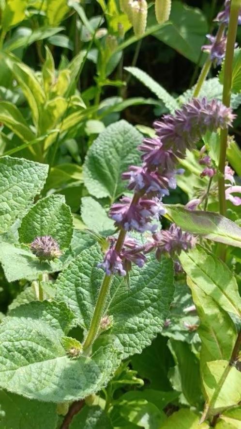 Salvia Verticilata, vanaf 1 euro , snelle groeier, Tuin en Terras, Planten | Tuinplanten, Vaste plant, Overige soorten, Volle zon