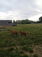 Kameroen schapen, Dieren en Toebehoren