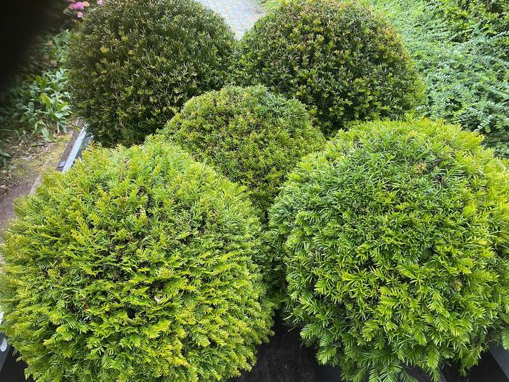 Buxus en Taxus Bollen, Tuin en Terras, Planten | Struiken en Hagen, Struik, Buxus, Ophalen of Verzenden