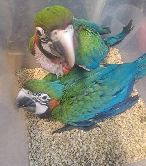 Taper plutôt que apprivoiser ! Jeune ara arlequin, Animaux & Accessoires, Oiseaux | Perruches & Perroquets, Perroquet, Mâle, Parleur