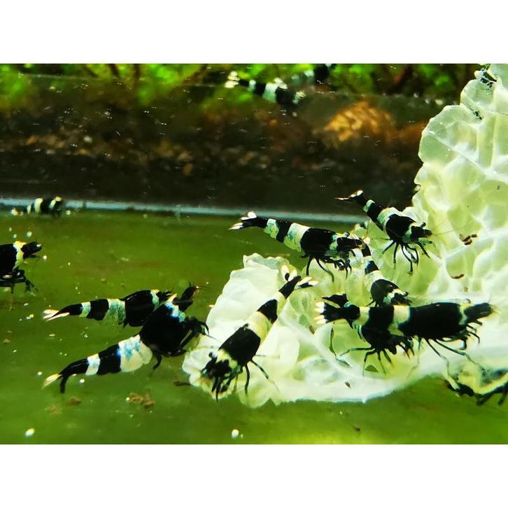 Crevettes Caridina Black Panda, Animaux & Accessoires, Poissons | Poissons d'aquarium, Poisson d'eau douce, Homard, Crabe ou Crevette