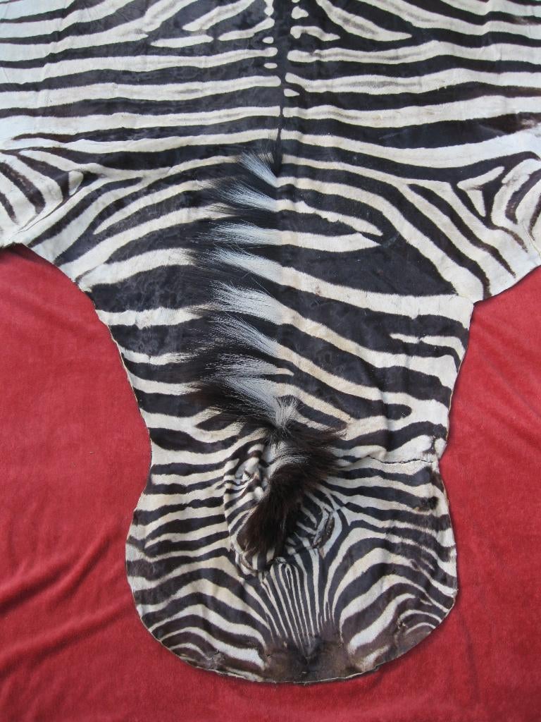 Prachtige zebrahuid zebravel zebratapijt zebra, Ophalen