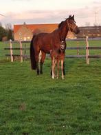 Veulen springpaard Nuabri x Clearman x Tangelo van de Zuutho, Cheval de saut