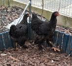 Brahma koppel, Dieren en Toebehoren, Kip