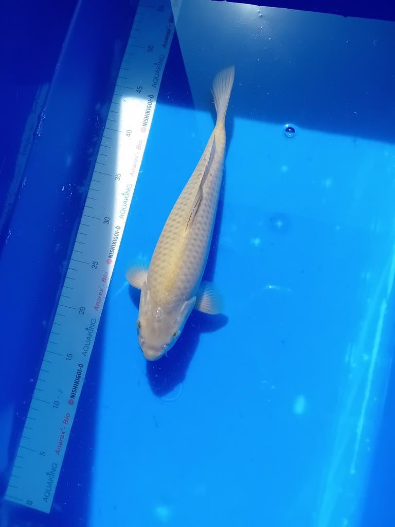 Chagoi, Carpe ou Koï