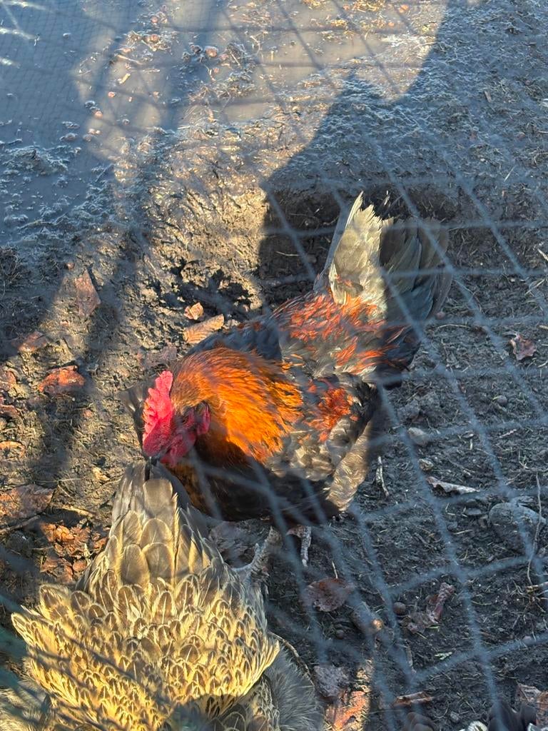 Marans copperhead, Mâle, Poule ou poulet