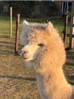 Prachtige tamme witte alpaca merrie, Animaux & Accessoires, Juin, Femelle