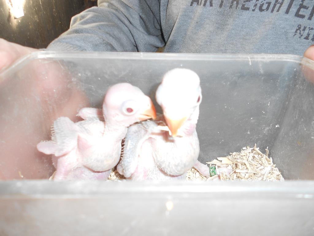 parkieten, Geslacht onbekend, Parkiet, Geringd