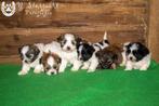 prachtige bonte shih tzu pups, beide ouders zijn aanwezig, Dieren en Toebehoren, Parvo, België, Overige rassen, 8 tot 15 weken