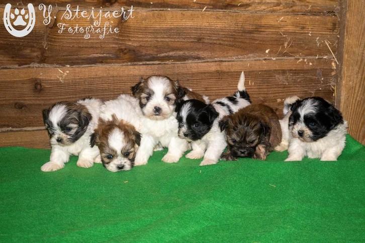 prachtige bonte shih tzu pups, beide ouders zijn aanwezig, Dieren en Toebehoren, Honden | Chihuahua's en Gezelschapshonden, Meerdere dieren