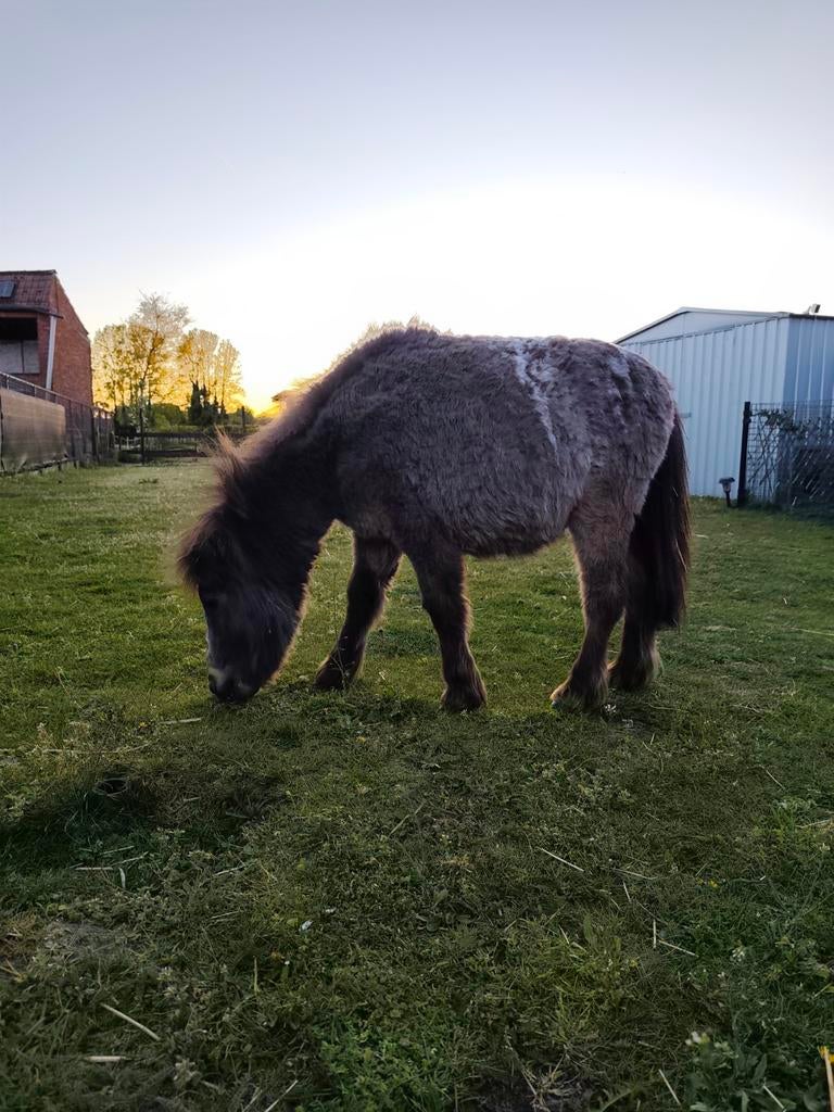 Uniek mini paardje, Dieren en Toebehoren, Gechipt