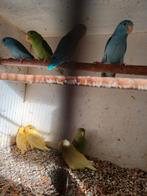 Forpus  en aymaras, Dieren en Toebehoren, Parkiet, Geringd