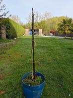 Walnoten of okkernotenboom, Ophalen