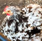 Choco geparelde cochin kriel broedeitjes te koop