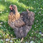 2 jonge cochin hennen, Dieren en Toebehoren, Pluimvee