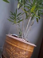 Grote bloempot met grote Oleander, Tuin en Terras, Volle zon, Vaste plant, Zomer, Ophalen