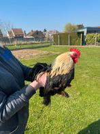 Cochin kriel haantje, Dieren en Toebehoren, Pluimvee, Mannelijk, Kip