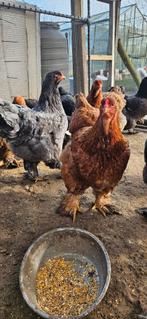 Poulets Brahma couchant des œufs