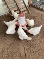 2 foktomen poule de bresse, Dieren en Toebehoren, Meerdere dieren, Kip