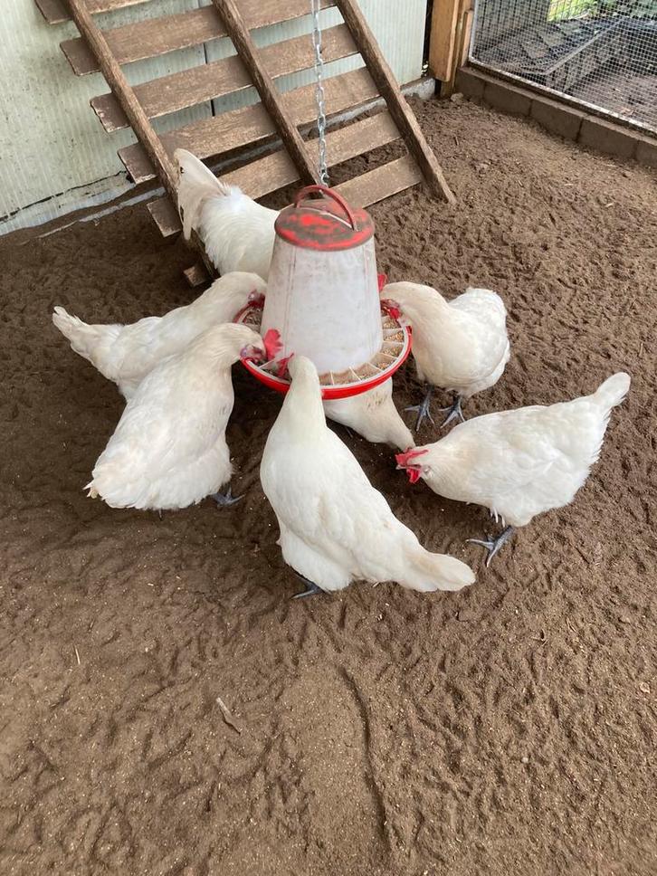 2 foktomen poule de bresse, Dieren en Toebehoren, Pluimvee, Kip, Meerdere dieren