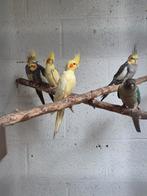 Calopsite lutino a vendre