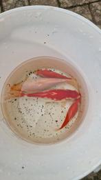 4 goudvissen, Dieren en Toebehoren, Goudvis(sen)
