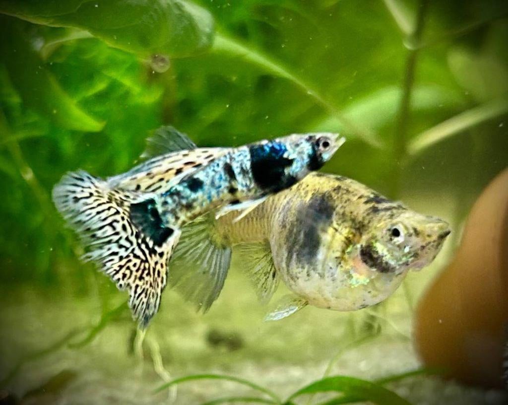 Yellow Tiger King Cobra guppy, Dieren en Toebehoren, Vissen | Aquariumvissen, Zoetwatervis, Vis, Schoolvis