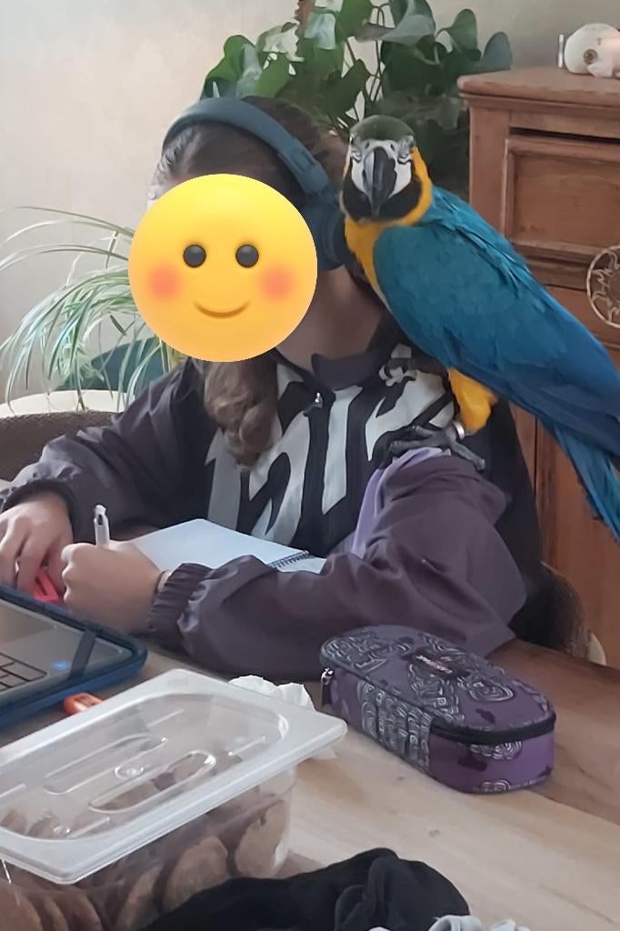 Blauwgele Ara, Mâle, Perroquet, Parleur