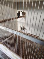 Botvinkpoppen, Dieren en Toebehoren, Vogels | Overige Vogels, Geringd