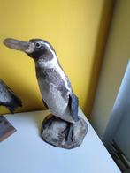 Opgezette Pinguïn, Antiek en Kunst, Ophalen