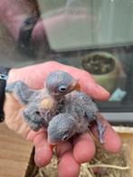 Fischeri dwergpapegaaien voor handopfok, Mâle, Perroquet nain ou Inséparable, Domestique