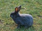 1 mignon petit lapin à vendre