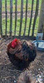 Cochin haantje geboren 27 april 2025, Dieren en Toebehoren