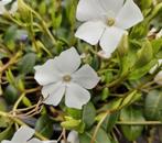 Vinca minor "alba", Tuin en Terras, Planten | Tuinplanten, Ophalen, Halfschaduw