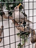 Grijze merel, Dieren en Toebehoren, Vogels | Overige Vogels, Mannelijk, Geringd