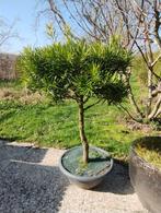 Podocarpus bonsai, Jardin & Terrasse, Plantes | Arbres, Enlèvement