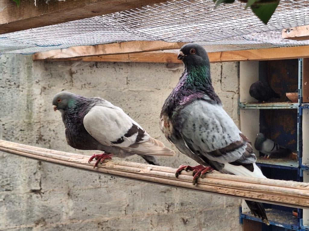 Kweekkoppel Canaria kropper duiven, Kropper