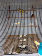 Mooien groote gezonde kanaries tt vogels