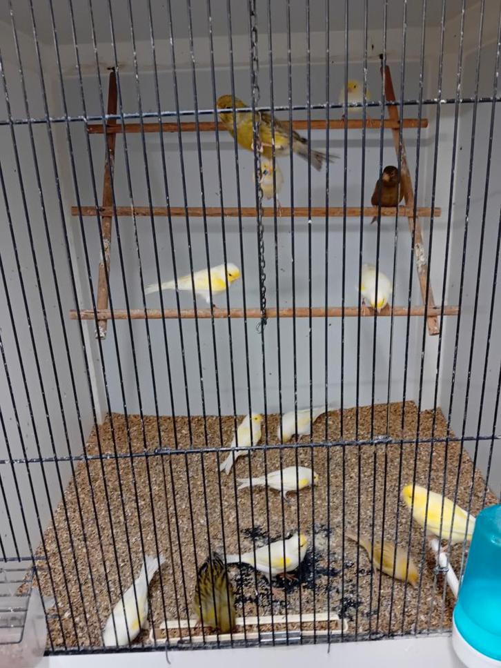 Mooien groote gezonde kanaries tt vogels, Dieren en Toebehoren, Vogels | Duiven