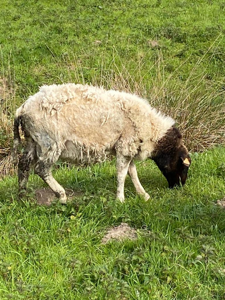 Dorper dekram met goede fokresultaten, raszuiver, Dieren en Toebehoren, Schapen, Geiten en Varkens, Schaap, Mannelijk, 0 tot 2 jaar