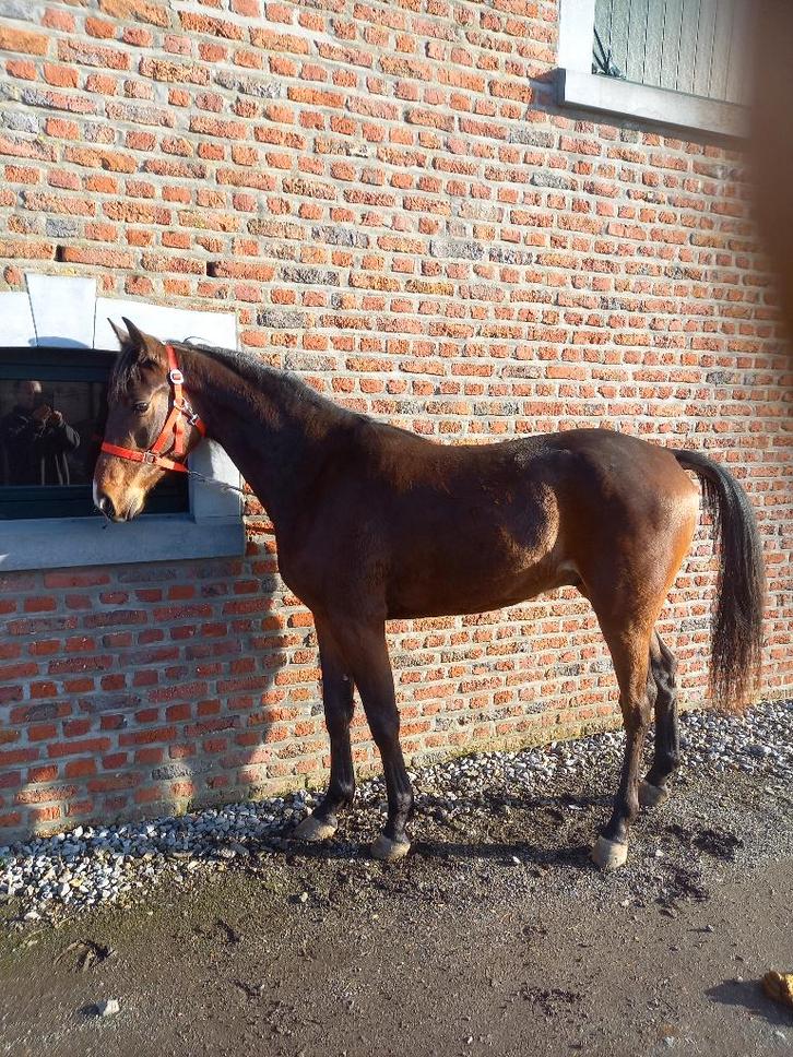 Hongre bai, Dieren en Toebehoren, Paarden, Ruin, Niet van toepassing, 3 tot 6 jaar, Recreatiepaard, Met stamboom, Gechipt, Ontwormd
