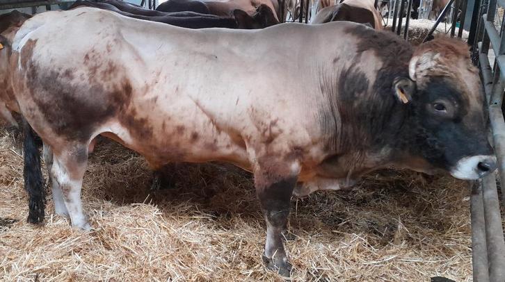 TAUREAU PARTHENAIS, Articles professionnels, Agriculture | Outils, Élevage, Autres types, Enlèvement