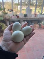 Broedeieren Groenleggers, Dieren en Toebehoren, Geslacht onbekend, Kip