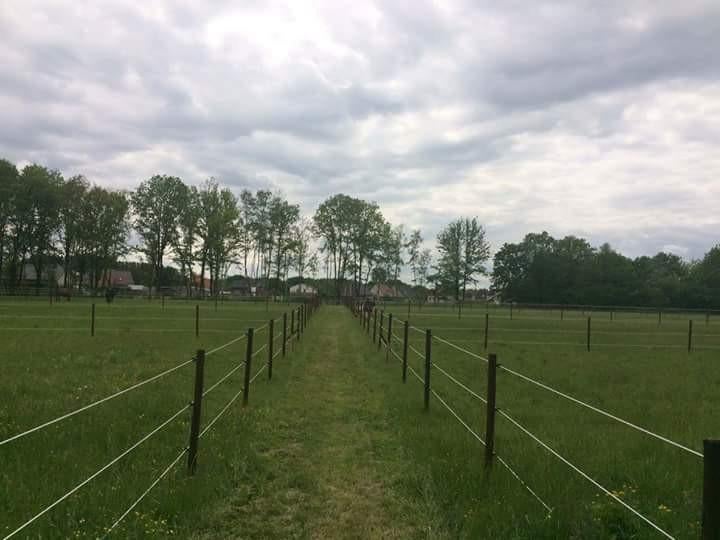Volpension met dagelijkse weidegang, Dieren en Toebehoren, Weidegang